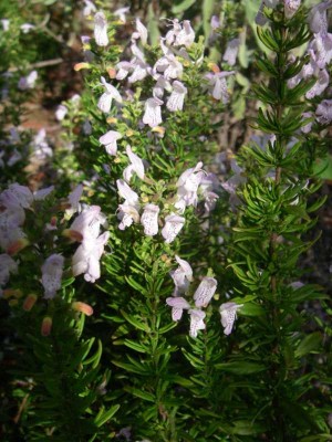 Georgia Savory